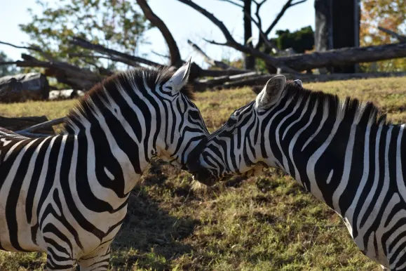 LunarSlots Casino Kundeservice